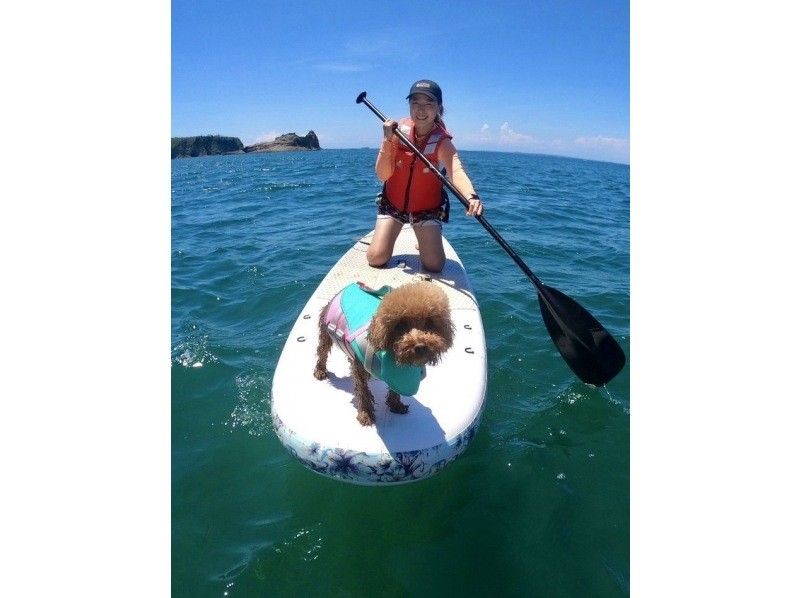 千葉・南房総】初心者大歓迎!好アクセス!愛犬と感じる海の上の 千葉・南房総】初心者大歓迎!好アクセス!愛犬と感じる海の上の