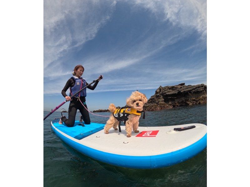 【千葉・南房総】初心者大歓迎！好アクセス！愛犬と感じる海の上の特別な時間。透明度の高い海でDOG SUP体験の紹介画像