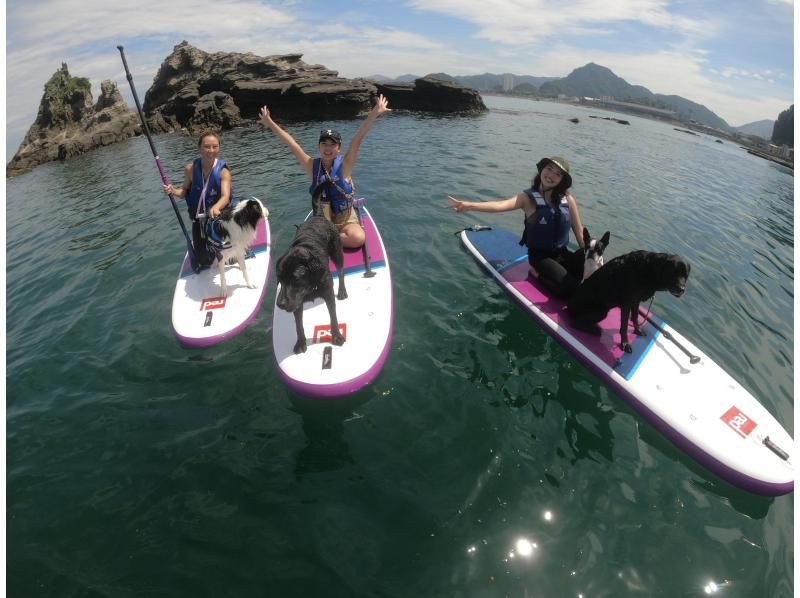 【千葉・南房総】初心者大歓迎！好アクセス！愛犬と感じる海の上の特別な時間。透明度の高い海でDOG SUP体験の紹介画像