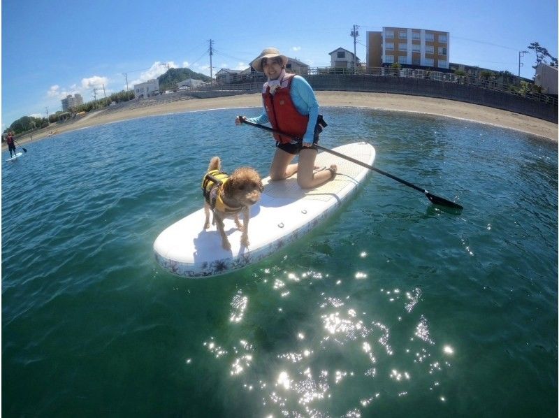 【千葉・南房総】初心者大歓迎！好アクセス！愛犬と感じる海の上の特別な時間。透明度の高い海でDOG SUP体験の紹介画像