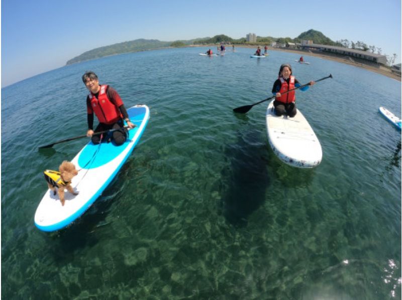 【千葉・南房総】初心者大歓迎！好アクセス！愛犬と感じる海の上の特別な時間。透明度の高い海でDOG SUP体験の紹介画像