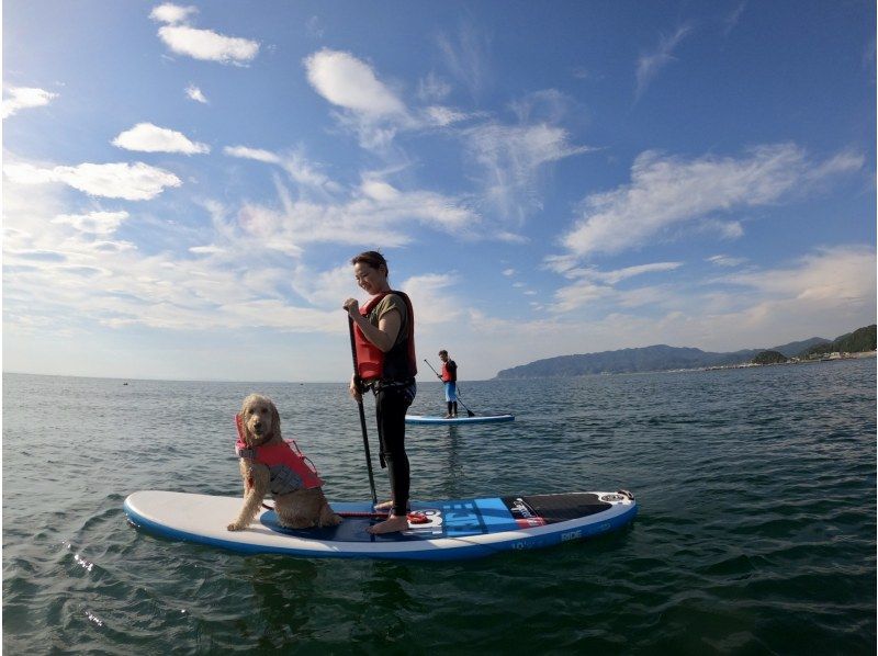 【千葉・南房総】初心者大歓迎！好アクセス！愛犬と感じる海の上の特別な時間。透明度の高い海でDOG SUP体験の紹介画像