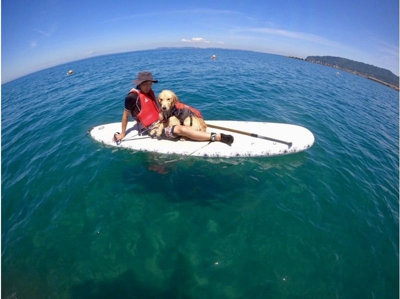 【千葉・南房総】初心者大歓迎！好アクセス！愛犬と感じる海の上の特別な時間。透明度の高い海でDOG SUP体験の紹介画像