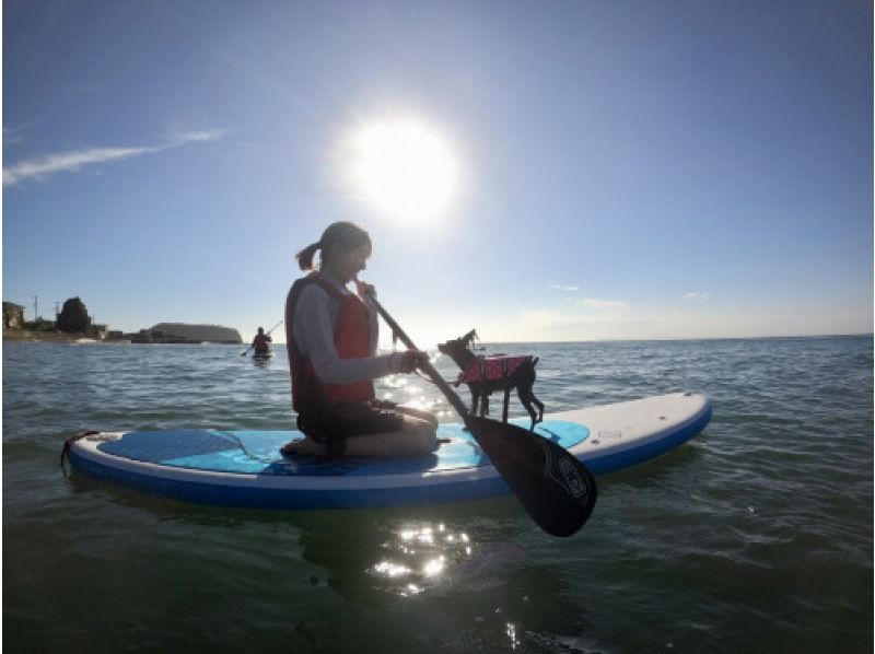 【千葉・南房総】初心者大歓迎！好アクセス！愛犬と感じる海の上の特別な時間。透明度の高い海でDOG SUP体験の紹介画像