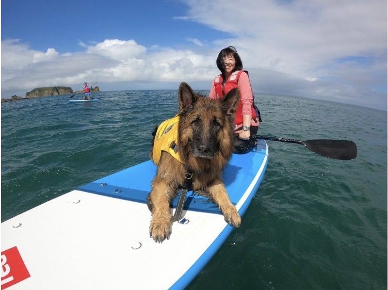 【千葉・南房総】初心者大歓迎！好アクセス！愛犬と感じる海の上の特別な時間。透明度の高い海でDOG SUP体験の紹介画像