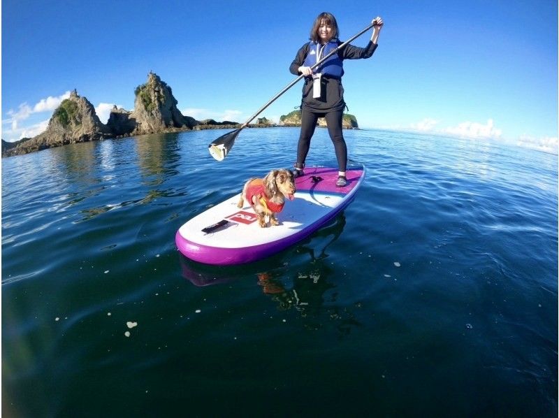 【千葉・南房総】初心者大歓迎！好アクセス！愛犬と感じる海の上の特別な時間。透明度の高い海でDOG SUP体験の紹介画像