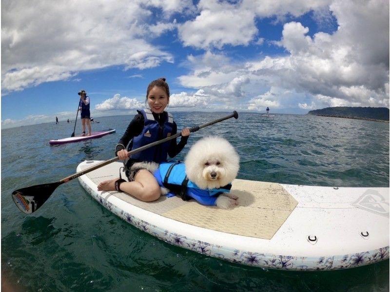【千葉・南房総】初心者大歓迎！好アクセス！愛犬と感じる海の上の特別な時間。透明度の高い海でDOG SUP体験の紹介画像