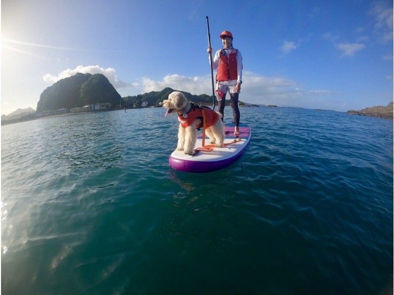 【千葉・南房総】初心者大歓迎！好アクセス！愛犬と感じる海の上の特別な時間。透明度の高い海でDOG SUP体験の紹介画像