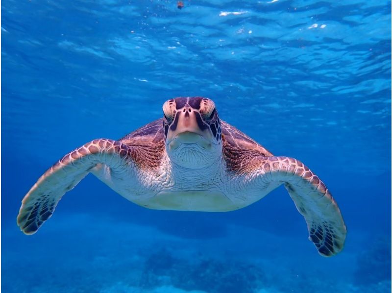 [Miyakojima / Private tour for one group] Snorkeling tour where you can swim with sea turtles! 100% chance of encountering them! We will show you all the sea turtles, Nemo, and coral!!の紹介画像