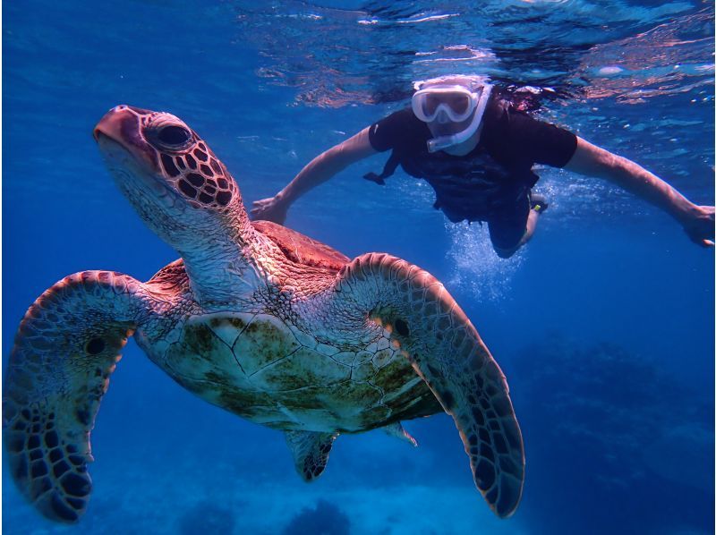 [Miyakojima / Private tour for one group] Snorkeling tour where you can swim with sea turtles! 100% chance of encountering them! We will show you all the sea turtles, Nemo, and coral!!の紹介画像