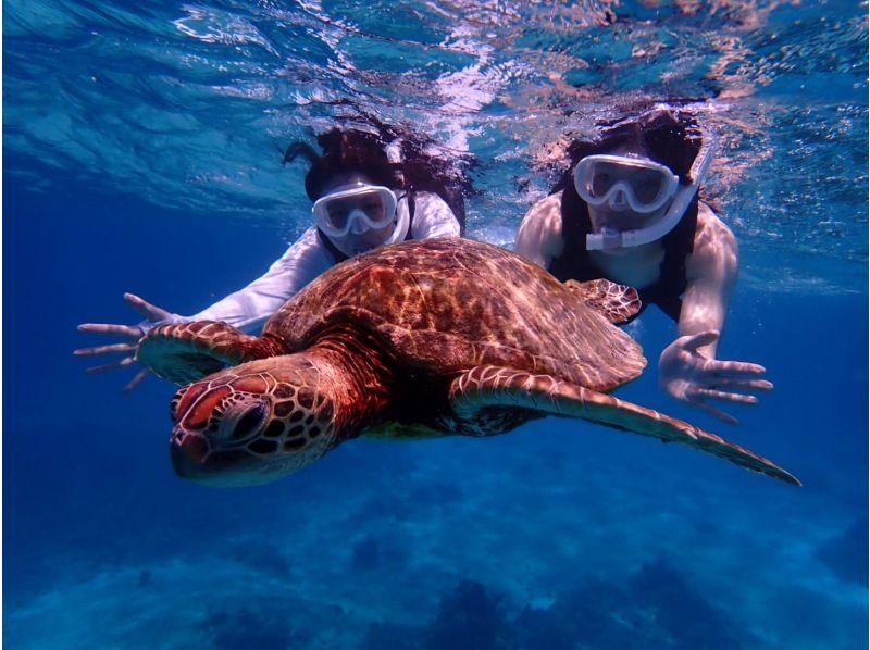 [Miyakojima / Private tour for one group] Snorkeling tour where you can swim with sea turtles! 100% chance of encountering them! We will show you all the sea turtles, Nemo, and coral!!の紹介画像