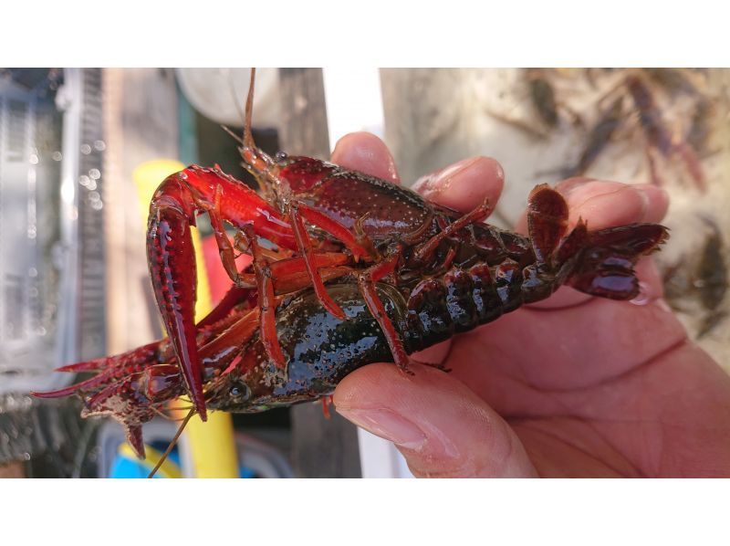 [Tokyo/Chofu] Early morning from 7:00 AM to 9:00 AM * For families * Observation tour of mitten crabs, soft-shelled turtles, and lace turtles caught with nets (free rental of electric bicycles and baka boots)の紹介画像