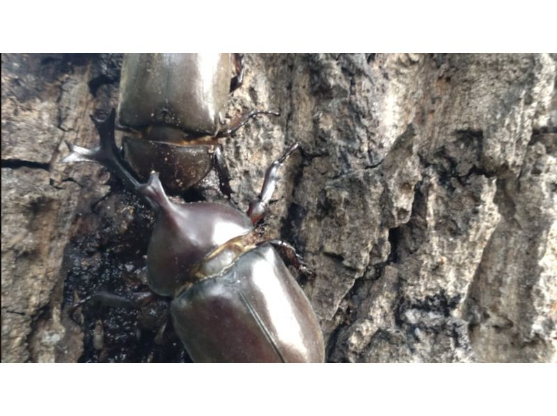 【東京・立川界隈】子供向け！早起き昆虫モーニング観察ツアー（朝4時〜まで）その後学校・幼稚園への紹介画像