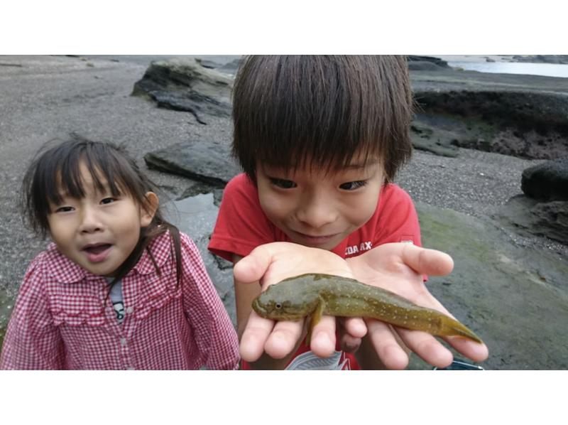 [Kanagawa, Zushi] 9AM, 1PM - *Family Friendly* @Kanagawa Prefecture Point Rock and Stag Beetle Shrimp Catching Observation Experience (Free Rental of Stupid Boots)の紹介画像