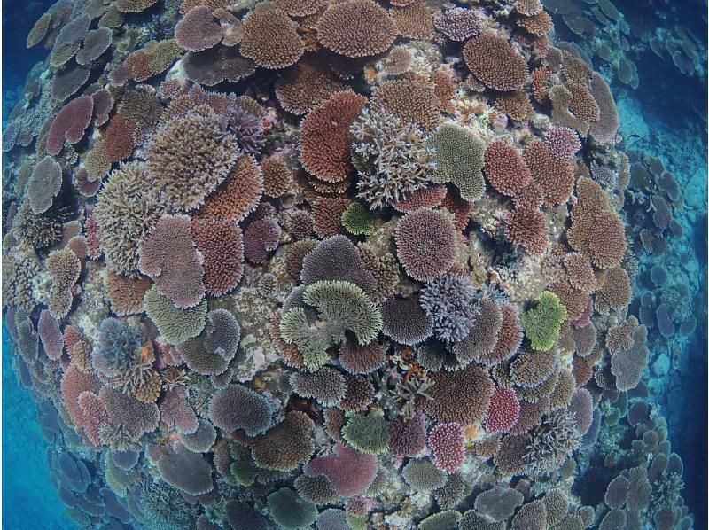 【沖縄・石垣島】オープンウォーターダイバーライセンス取得コース☆ゆっくり丁寧に女性インストラクターがご案内！の紹介画像