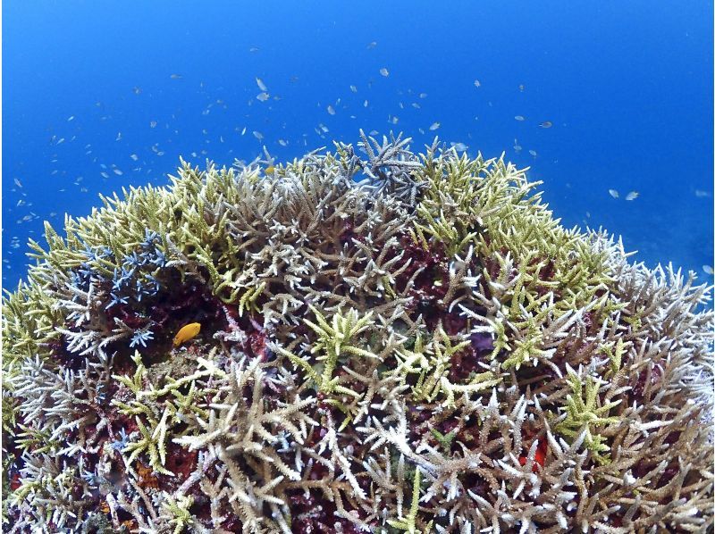 【沖縄・石垣島】オープンウォーターダイバーライセンス取得コース☆ゆっくり丁寧に女性インストラクターがご案内！の紹介画像