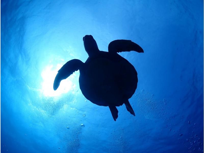 【沖縄・石垣島】オープンウォーターダイバーライセンス取得コース☆ゆっくり丁寧に女性インストラクターがご案内！の紹介画像