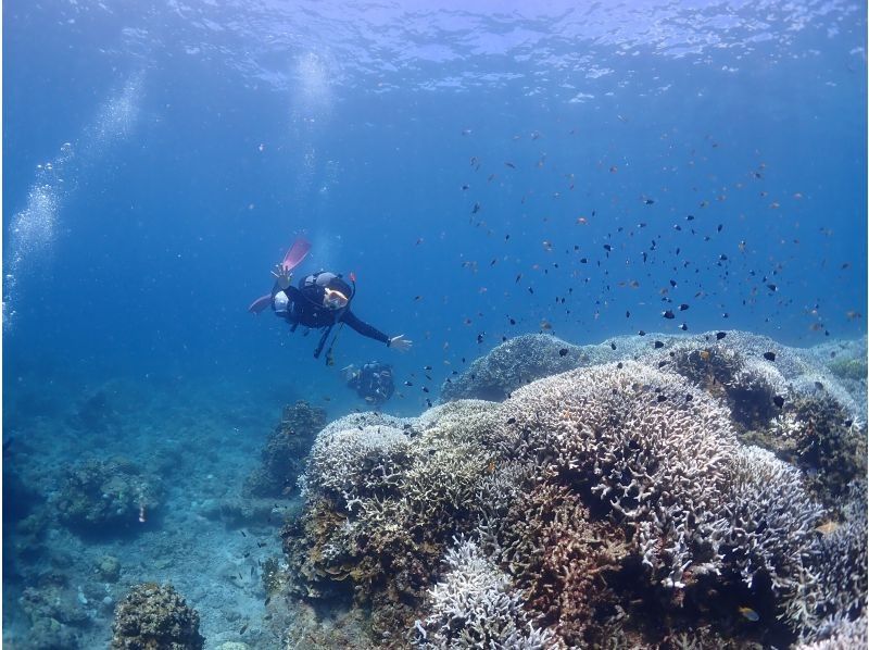 【沖縄・石垣島】オープンウォーターダイバーライセンス取得コース☆ゆっくり丁寧に女性インストラクターがご案内！の紹介画像