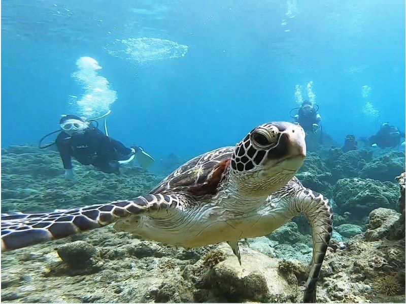 【鹿児島・屋久島】 体験ダイビングを楽しもう！「半日2ダイブコース」写真撮影付き ・初心者・1名様大歓迎♪の紹介画像