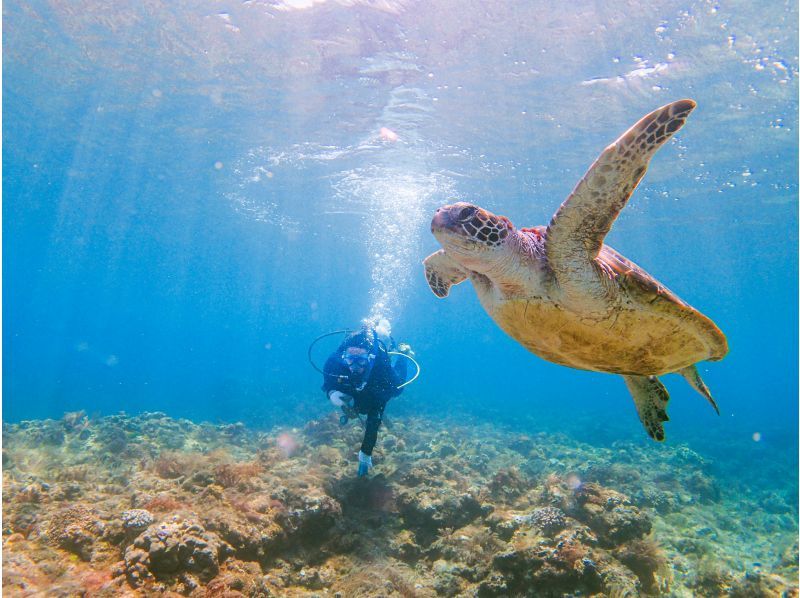 [Kagoshima/Yakushima] Enjoy experience diving! "Half-day 2 dive course" with photo shooting ・Beginners and one person welcome♪の紹介画像