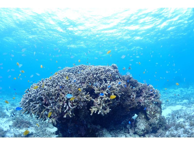 【石垣・半日ダイビング】午前コース♪初心者専門！女性インストラクターがご案内します♪1人参加大歓迎！！の紹介画像