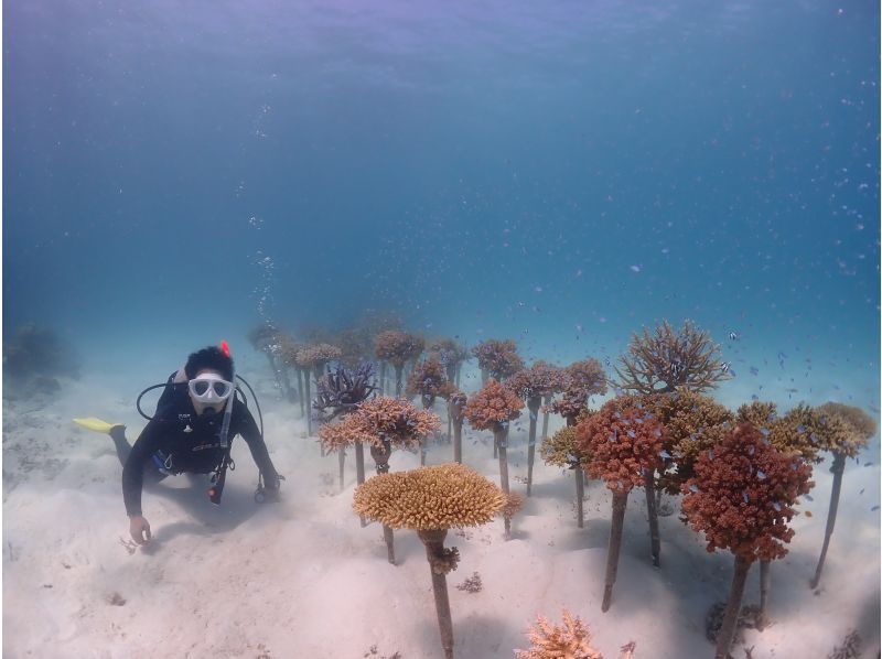 【石垣・半日ダイビング】午前コース♪初心者専門！女性インストラクターがご案内します♪の紹介画像