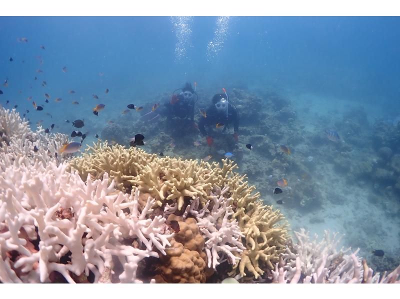 【石垣・午後】＼１組限定／クチコミ★５｜初心者専門！ウミガメシュノーケリングと体験ダイビングの贅沢半日プラン｜1人参加大歓迎の紹介画像