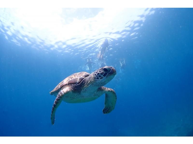 【石垣・午後】＼１組限定／クチコミ★５｜初心者専門！ウミガメシュノーケリングと体験ダイビングの贅沢半日プラン｜1人参加大歓迎の紹介画像