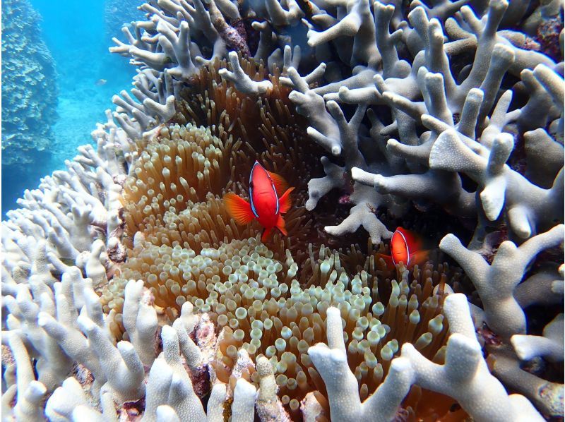 【石垣・午後】＼１組限定／クチコミ★５｜初心者専門！ウミガメシュノーケリングと体験ダイビングの贅沢半日プラン｜1人参加大歓迎の紹介画像