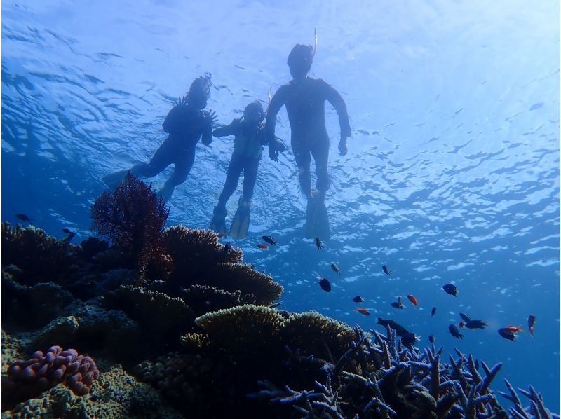 【石垣・半日ダイビング】午後コース♪ウミガメシュノーケリングと体験ダイビングの贅沢半日プラン！！の紹介画像