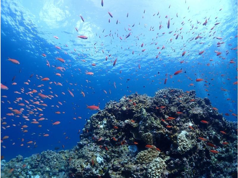 【石垣・半日ダイビング】午後コース♪ウミガメシュノーケリングと体験ダイビングの贅沢半日プラン！！の紹介画像