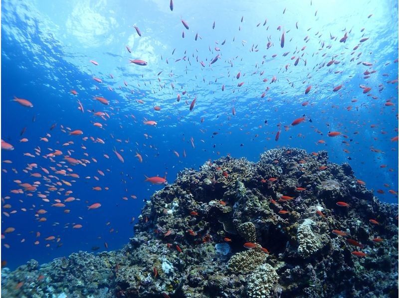 【石垣・半日ダイビング】午後コース♪ウミガメシュノーケリングと体験ダイビングの贅沢半日プラン！！の紹介画像