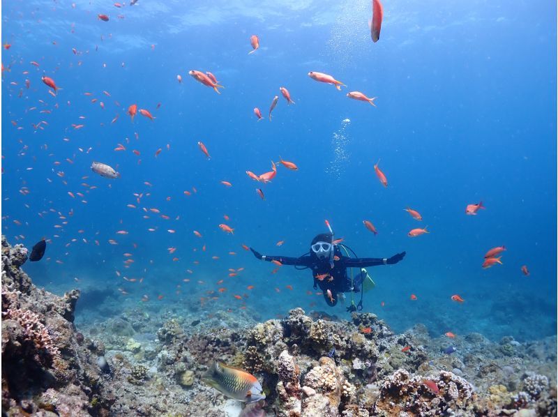 【石垣・午後】＼１組限定／クチコミ★５｜初心者専門！ウミガメシュノーケリングと体験ダイビングの贅沢半日プラン｜1人参加大歓迎の紹介画像