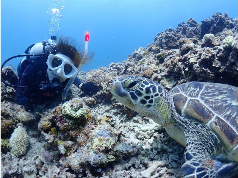 【石垣・午後】＼１組限定／クチコミ★５｜初心者専門！ウミガメシュノーケリングと体験ダイビングの贅沢半日プラン｜1人参加大歓迎の紹介画像