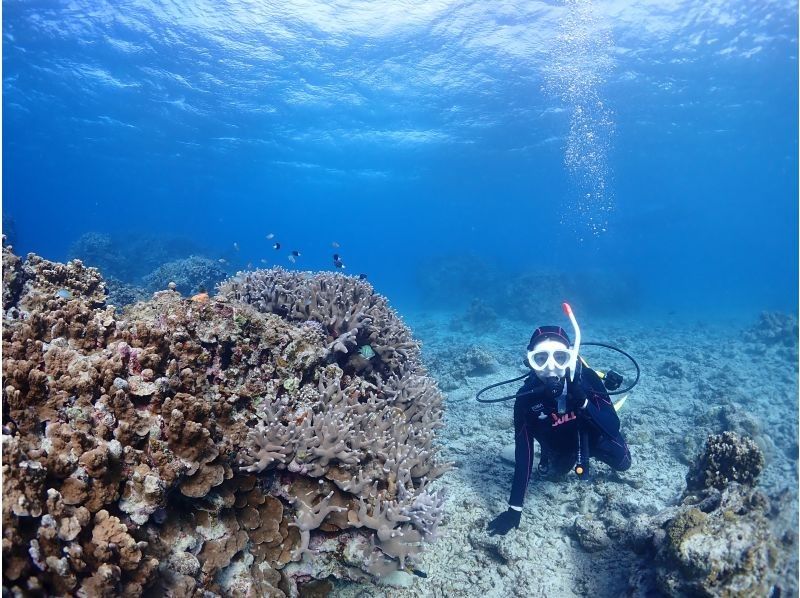 【石垣・午後】＼１組限定／クチコミ★５｜初心者専門！ウミガメシュノーケリングと体験ダイビングの贅沢半日プラン｜1人参加大歓迎の紹介画像