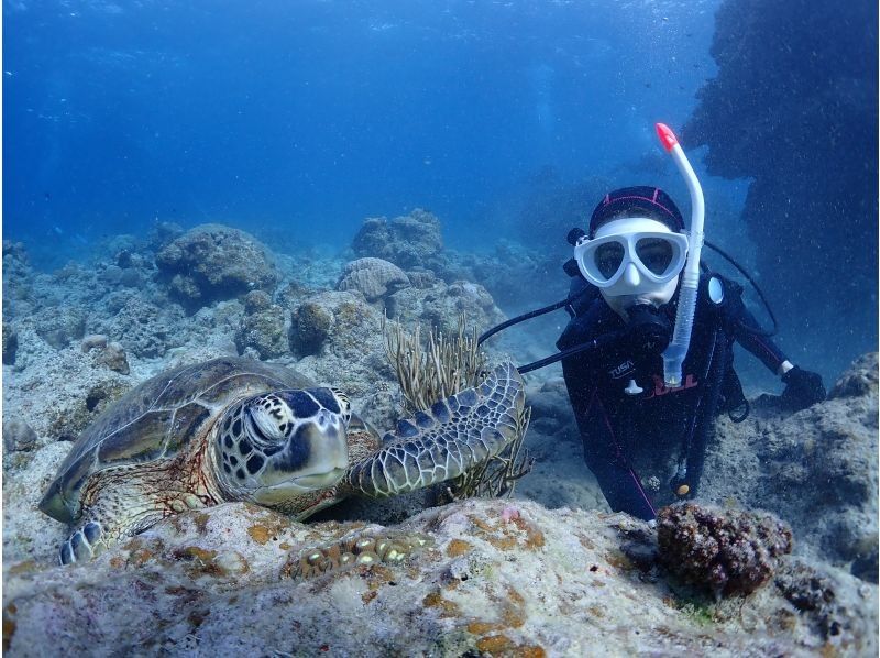 【石垣・午後】＼１組限定／クチコミ★５｜初心者専門！ウミガメシュノーケリングと体験ダイビングの贅沢半日プラン｜1人参加大歓迎の紹介画像
