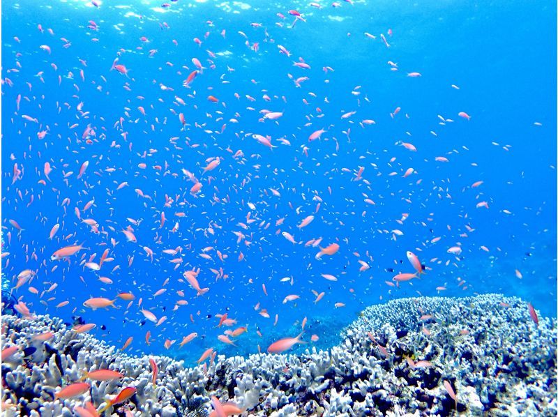 【沖縄県・石垣島・体験ダイビング】１日コース☆体験ダイビングとウミガメシュノーケリングの１日満喫プラン。追加ダイビングで＋1dive可能