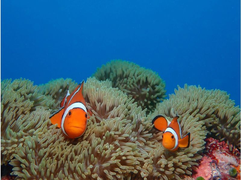 【石垣島クチコミ★5】体験ダイビングとウミガメシュノーケル付き1日ツアー｜初心者OK｜女性インストラクター｜少人数制（最大3名）｜写真無料｜の紹介画像