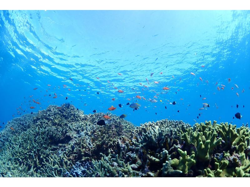 【石垣島・1日ダイビング】体験ダイビングとウミガメシュノーケリングの１日満喫プラン。追加で＋1dive可能の紹介画像