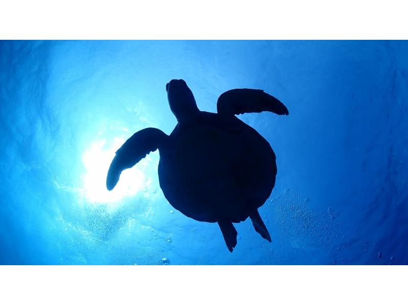 【石垣島・1日ダイビング】体験ダイビングとウミガメシュノーケリングの１日満喫プラン。追加で＋1dive可能の紹介画像