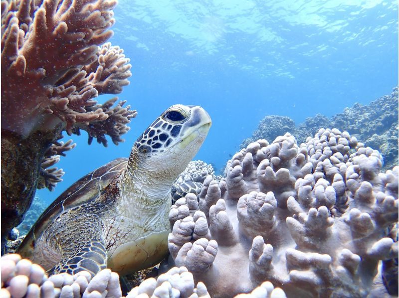 【石垣島クチコミ★5】体験ダイビングとウミガメシュノーケル付き1日ツアー｜初心者OK｜女性インストラクター｜少人数制（最大3名）｜写真無料｜の紹介画像