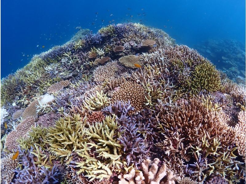 【石垣島・1日ダイビング】体験ダイビングとウミガメシュノーケリングの１日満喫プラン。追加で＋1dive可能の紹介画像