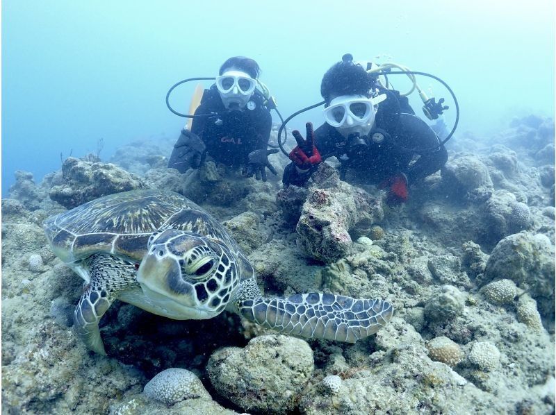 【石垣島クチコミ★5】体験ダイビングとウミガメシュノーケル付き1日ツアー｜初心者OK｜女性インストラクター｜少人数制（最大3名）｜写真無料｜の紹介画像