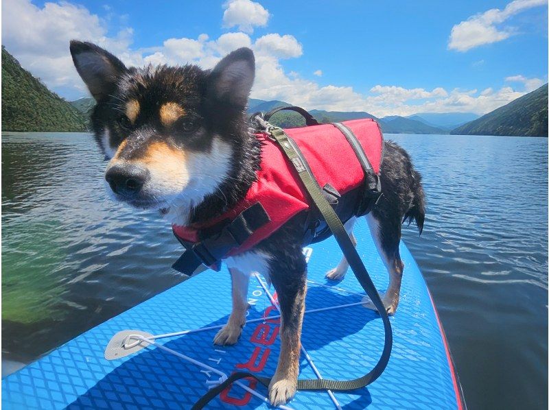 [Fukushima, Urabandai] Save up to 20,000 yen with a private charter for groups! Up to 15 people can experience SUP with drone photography on weekends! (Dogs and puppies allowed)の紹介画像