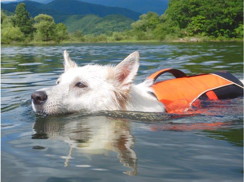 [Fukushima, Urabandai] Save up to 20,000 yen with a private charter for groups! Up to 15 people can experience SUP with drone photography on weekends! (Dogs and puppies allowed)の紹介画像