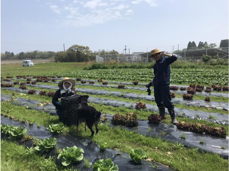 [Chiba Kujukuri Sotobo] Experience organic vegetable farming in Oamishirasato City! Close to the sea! Comes with a vegetable souvenirの紹介画像