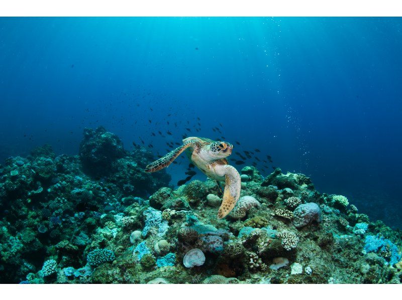 免费赠送照片和视频 [冲绳庆良间] 2 次潜水 11,000 日元 / 3 次潜水 16,000 日元 包含装备转移  の紹介画像