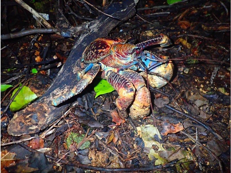 [Miyakojima/Night] Go on a night adventure! Jungle Night Tour ★ High satisfaction level with small group size! ★Starry sky x tropical creatures! Coconut crabs too!の紹介画像