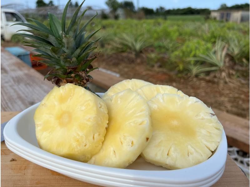 【沖縄・国頭村】やんばるでパイナップル収穫体験の紹介画像