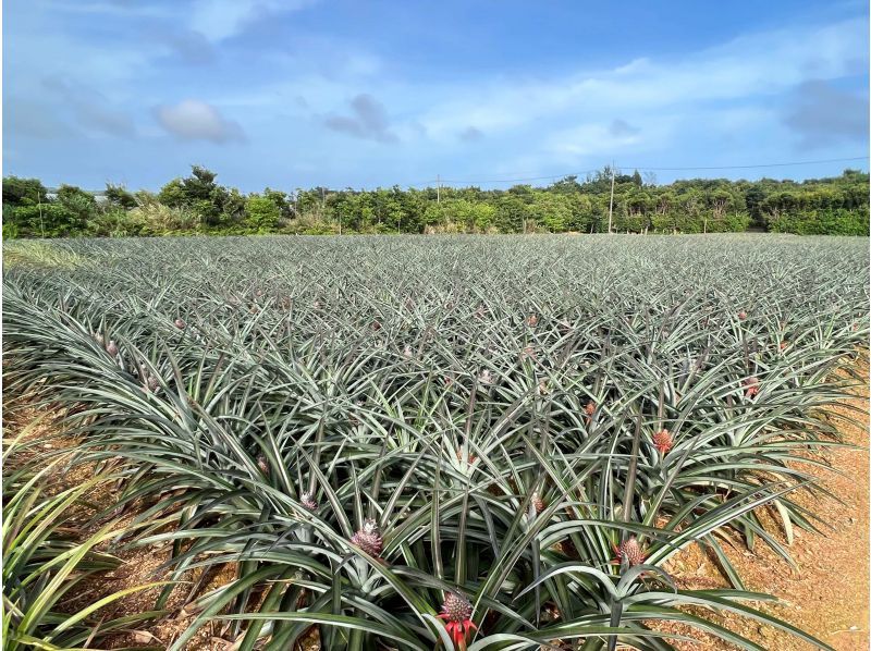 【沖縄・国頭村】世界自然遺産のやんばるでパイナップル収穫体験の紹介画像